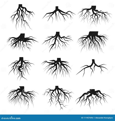 Tree Roots Set Stock Vector Illustration Of Botanical 111957696