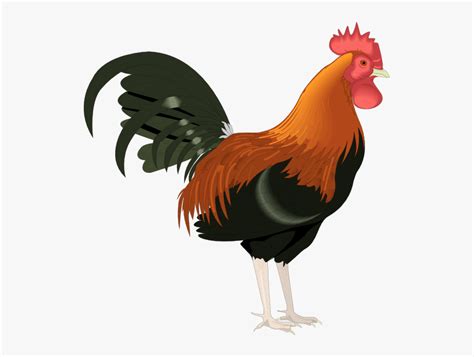 Rooster Clip Art Cartoon Free - Rooster Clipart, HD Png Download - kindpng