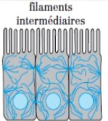 Cytosquelette Cartes Quizlet