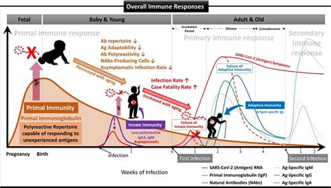 The Different Immune Responses By Age Are Due To The Ability Of The