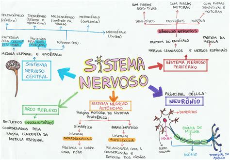 Mapa Mental Tecido E Sistema Nervoso Desconversa