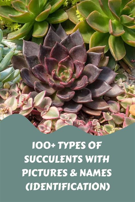 Types Of Succulents With Pictures Names Identification Types