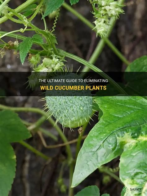 The Ultimate Guide To Eliminating Wild Cucumber Plants Shuncy