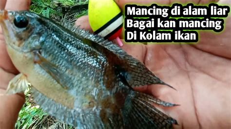 Mancing Di Spot Alam Liar Hasil Nya Di Luar Dugaan Bagaikan Mamcing Di