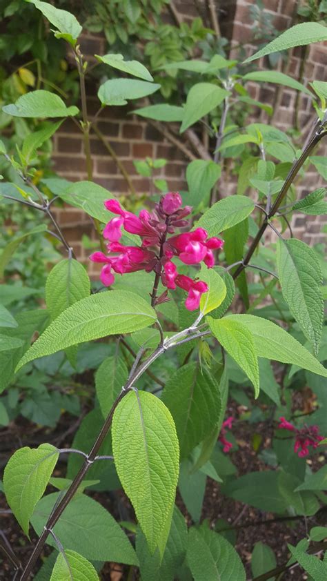 How To Identify Salvia Divinorum