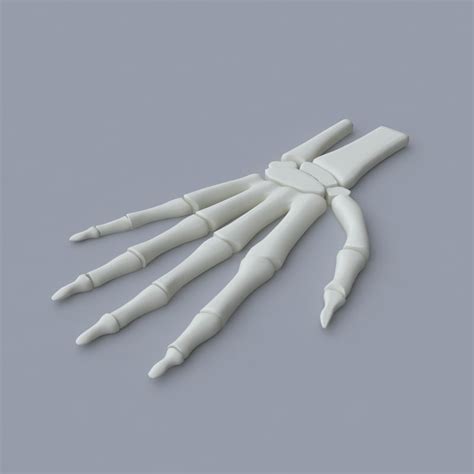 3d Palm Skeleton Model