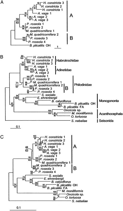 Divergent Gene Copies In The Asexual Class Bdelloidea Rotifera