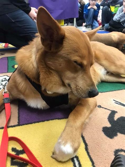 Carson the Chow, Akita, Husky, Border Collie Mix - DogPerDay