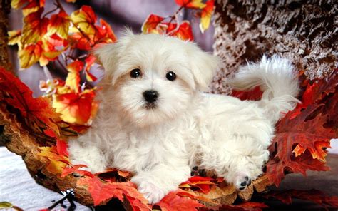 Cute Autumn Animals Wallpapers - Top Free Cute Autumn Animals ...