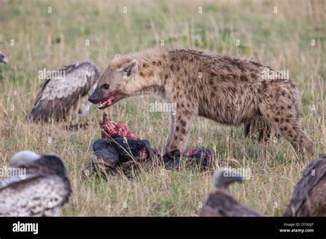 Spotted Hyena with prey Stock Photo - Alamy