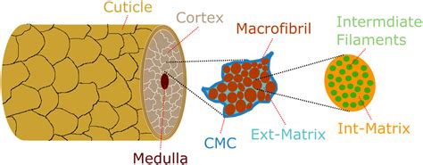 Chemically Characterizing The Cortical Cell Nanostructure Of Human