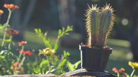 Why Is My Cactus Leaning 10 Causes And Solutions