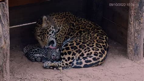 Nacieron Otros Dos Yaguaret S En El Parque Nacional El Impenetrable De