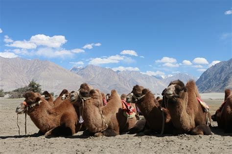 karavan unta duduk  tanah  padang pasir foto stok  gambar