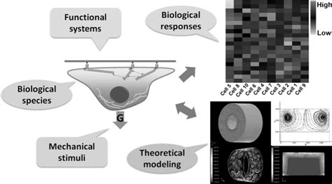 Mechano Biological Coupling Of Cellular Responses To Microgravity