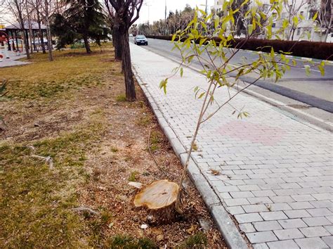 Everything About Tree Stump Sprouting - Wood Dad