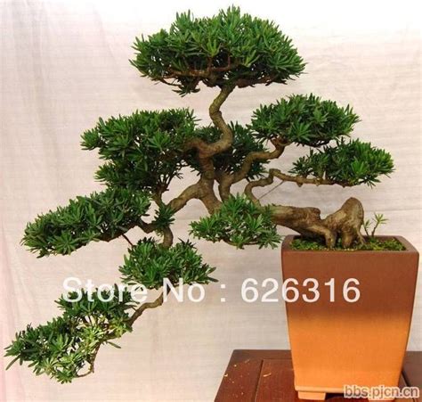 Podocarpus Tree Seeds - Grow Your Own Evergreen Bonsai Tree