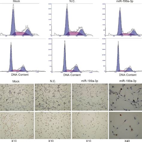 Cellular proliferation was evaluated by cell cycle by flow cytometry... | Download Scientific ...