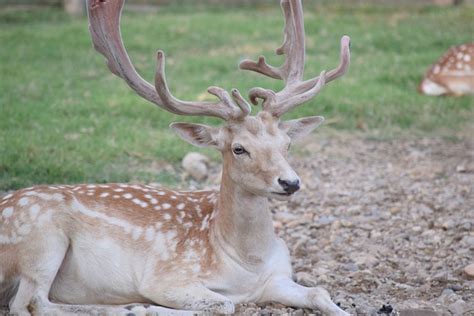 Hirsch Antler Carrier Free Photo On Pixabay Pixabay