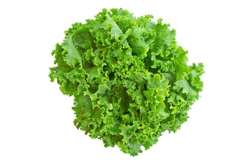 Crisp Lettuce Stock Photo Image Of Healthy Vegetable 11122384