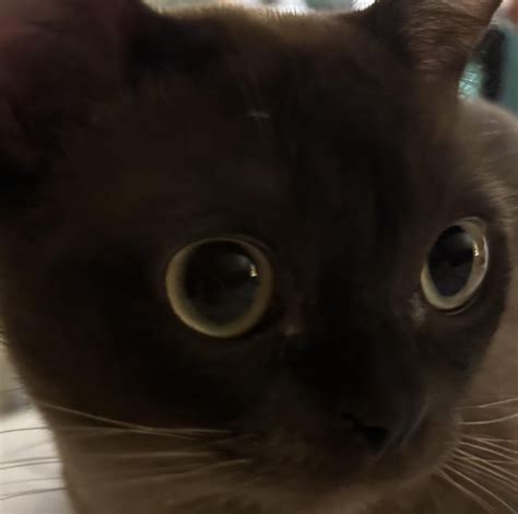 Strange Angles Of My Strange Cats Raww