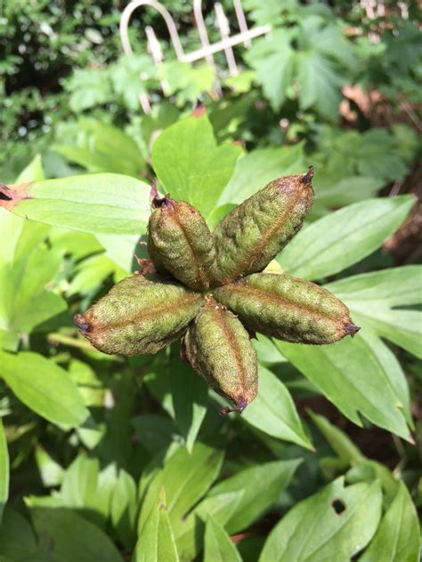 Peony Pruning Seedpods Walter Reeves The Georgia Gardener