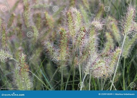 Dwarf fountain grass stock image. Image of dwarffoutain - 259918599