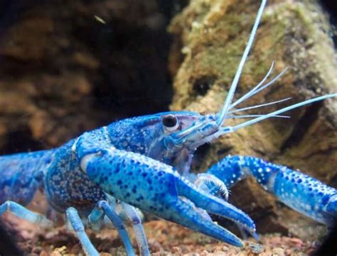 Electric Blue Crayfish: The Only Care Guide You Need