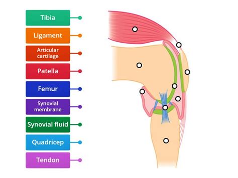 Synovial Knee Joint Labelled Diagram