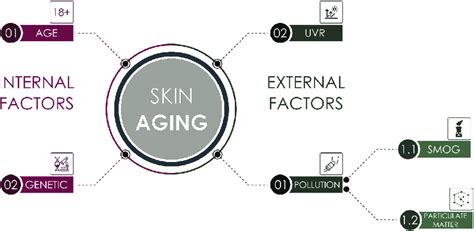 Factors That Trigger Skin Aging Download Scientific Diagram