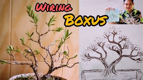 Cara Pengawatan Bonsai Boxus Dan Pembentukan Gerak Dasar Bonsai Boxus