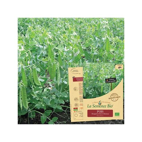 Graines De Pois Mangetout Sweet Horizon Une R Colte Succulente