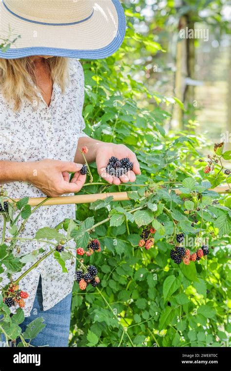 Woman Picking Thornless Blackberries Rubus Fruticosus Black Satin