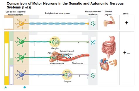 Comparison Of Motor Neurons In The Somatic And Autonomic Nervous