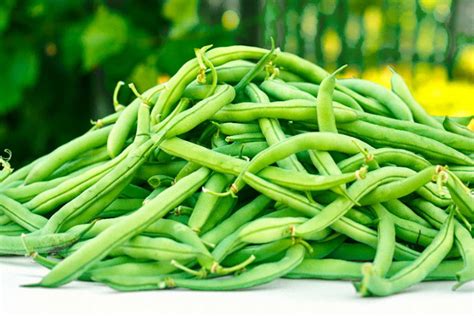 Phaseolus Vulgaris Pinto Beans Garden