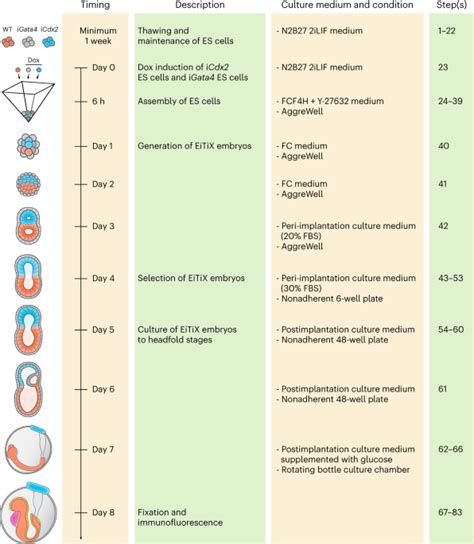 Assembly Of Complete Mouse Embryo Models From Embryonic And Induced