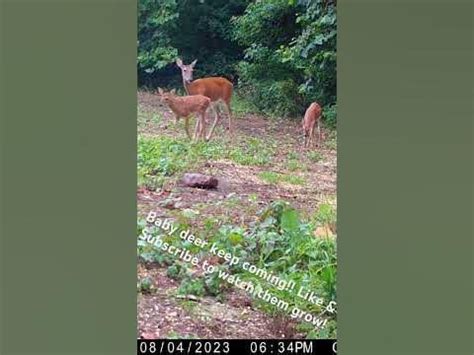 Baby Deer #nature #urbandeer #babyanimal #deer #deermanagement #babyanimals #wildlife # ...