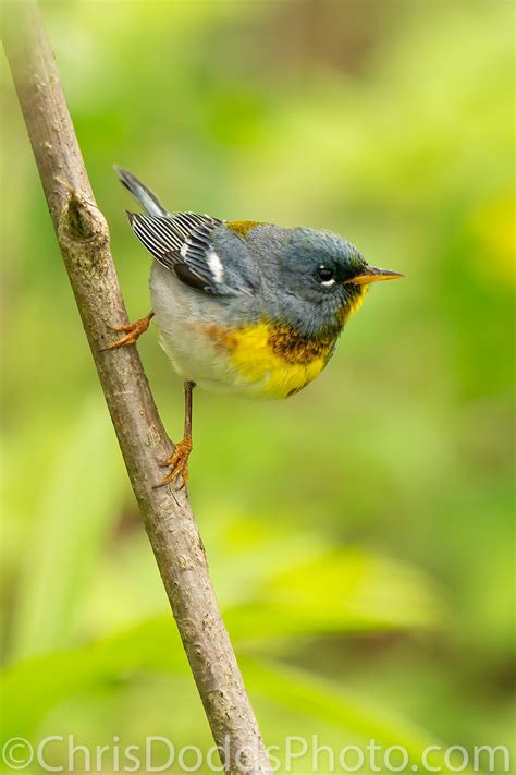 Northern Parula — Nature Photography Blog