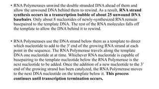 Eukaryotic Transcription Ppt