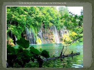 Bosques Y Sus Recursos12 PPT