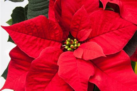 10 plantas con hojas rojas