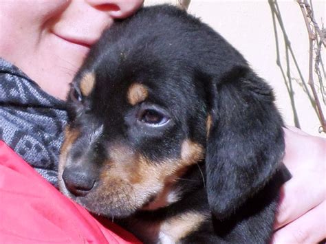 Quattro Cuccioli Di Cane Cercano Casa Trovati Nel Parco Del Cisternino