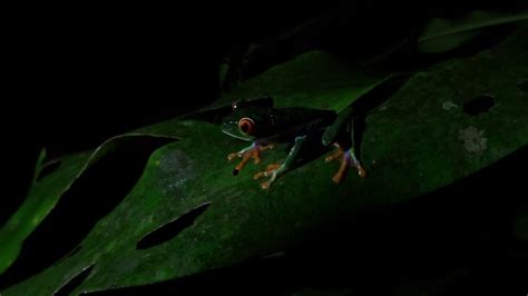 Rainette aux yeux rouge observée à Bijagua Costa Rica YouTube