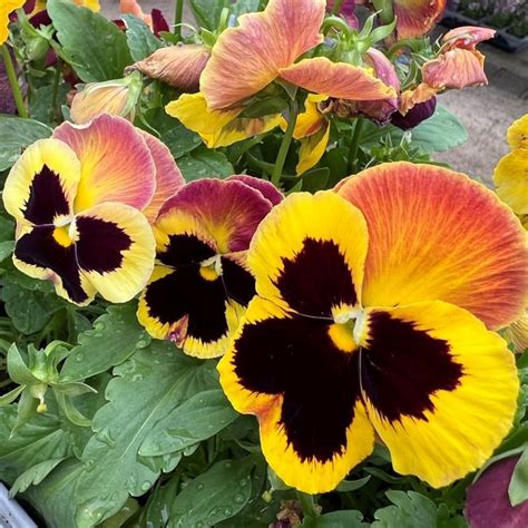 Pansy F1 Sunset Multi Pack Coolings Garden Centre