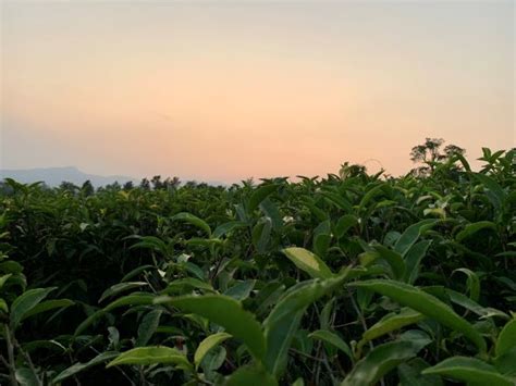 Wayanad Tea Fields