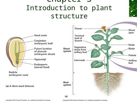 PPT Chapter 3 Introduction To Plant Structure Organization Of The