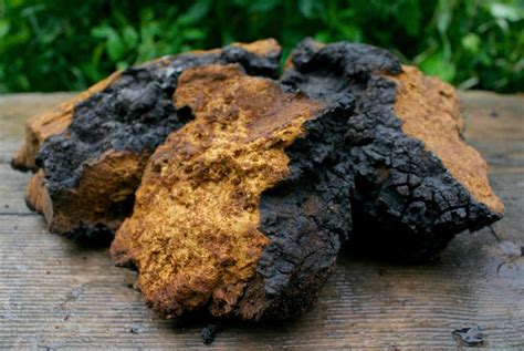 Chaga Mushroom Inonotus Obliquus Rocketrobin Ca