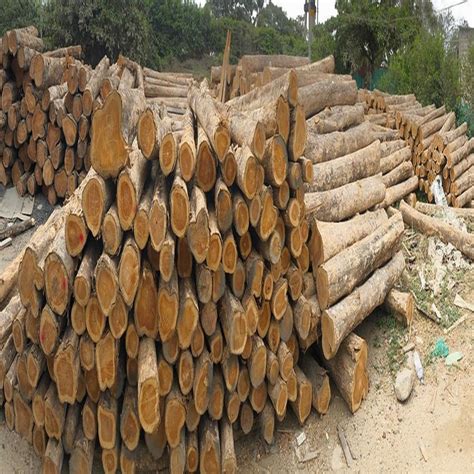 Colombian Round Teak Wood Log At Rs Cubic Feet Teak Wood Logs In