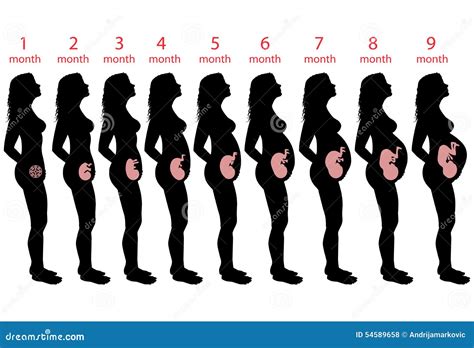 Stages Of Pregnancy