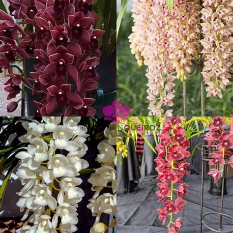 Kit 5 Mudas De Orquídeas Cymbidium Pendentes Rara Pronta Parcelamento